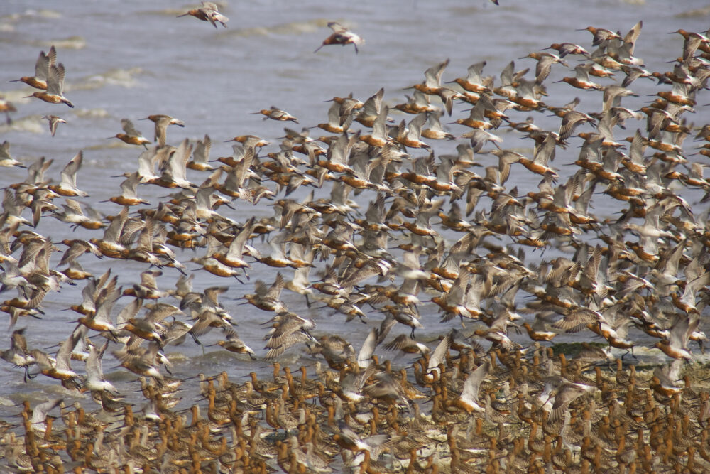 Lezing, Vogels in de Noordkop – Leo Hofland en Gerard Bos