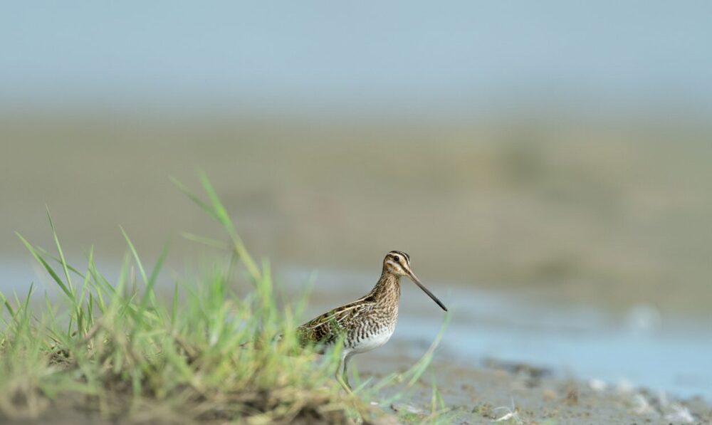 Niet alleen de snavel praat: Hoe vogels hun veren inzetten voor hun communicatie
