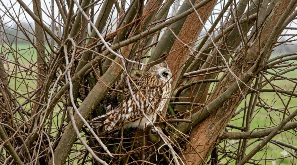 Velduilen in Eemdijk