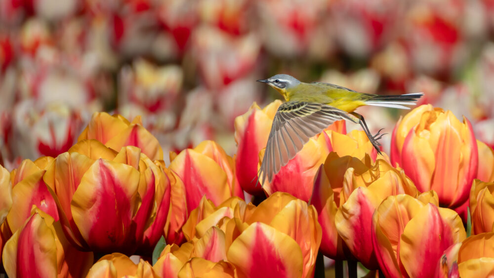 Vogels in de omgeving