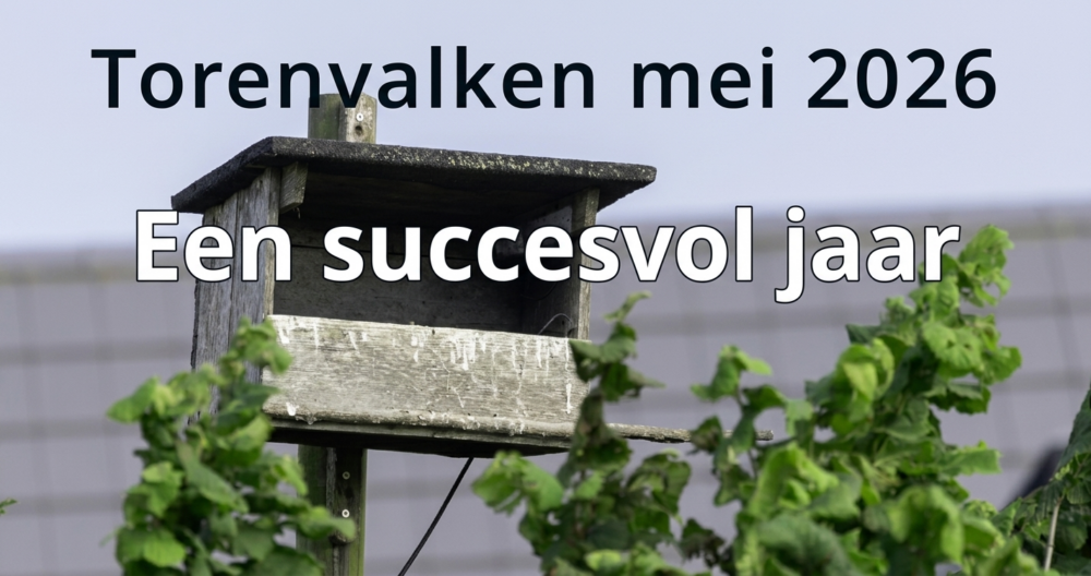 Torenvalken succes