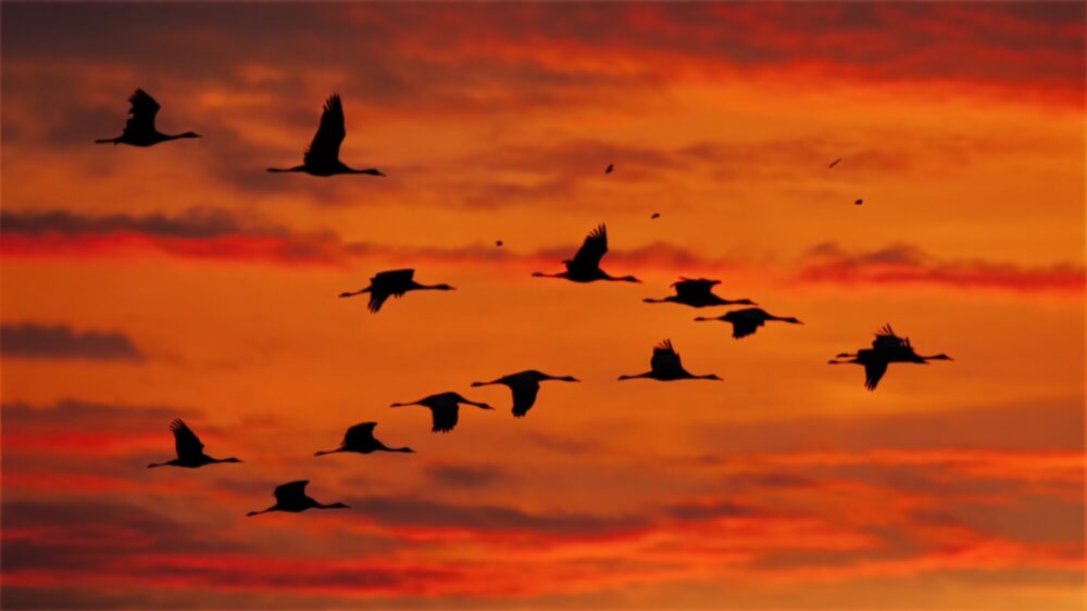 Kijk omhoog: de vogeltrek is een wonder boven onze hoofden